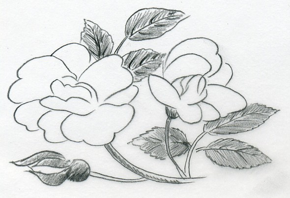 590x402 Sketch Of A Rose - Rose Flower Sketch Images
