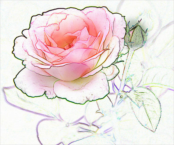 600x499 Flower Sketches Free Amp Premium Templates - Rose Flower Sketch Images