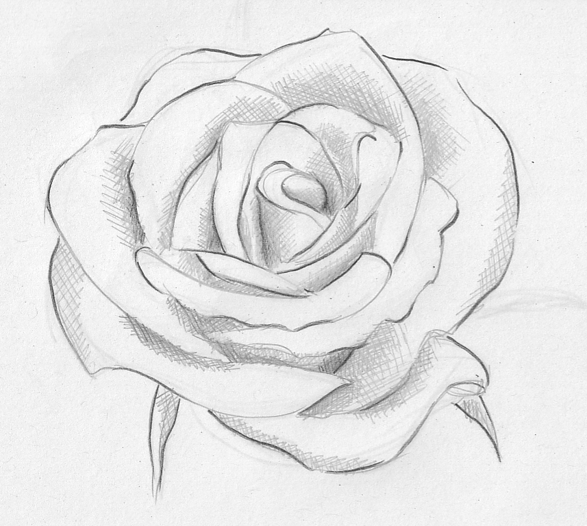 Rose Flower Sketch Images at PaintingValley.com | Explore collection of ...