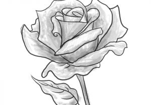 300x210 Drawing Pictures Of Rose Flowers Drawing A Rose Flower With Simple - Rose Flower Sketch Images