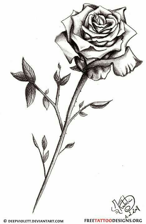469x718 Rose - Rose In Sketch