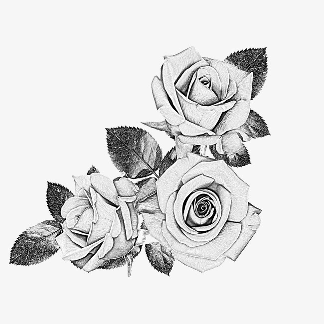 650x650 Rose Sketch, Rose Clipart, Gray Black, Sketch Png Image And - Rose In Sketch