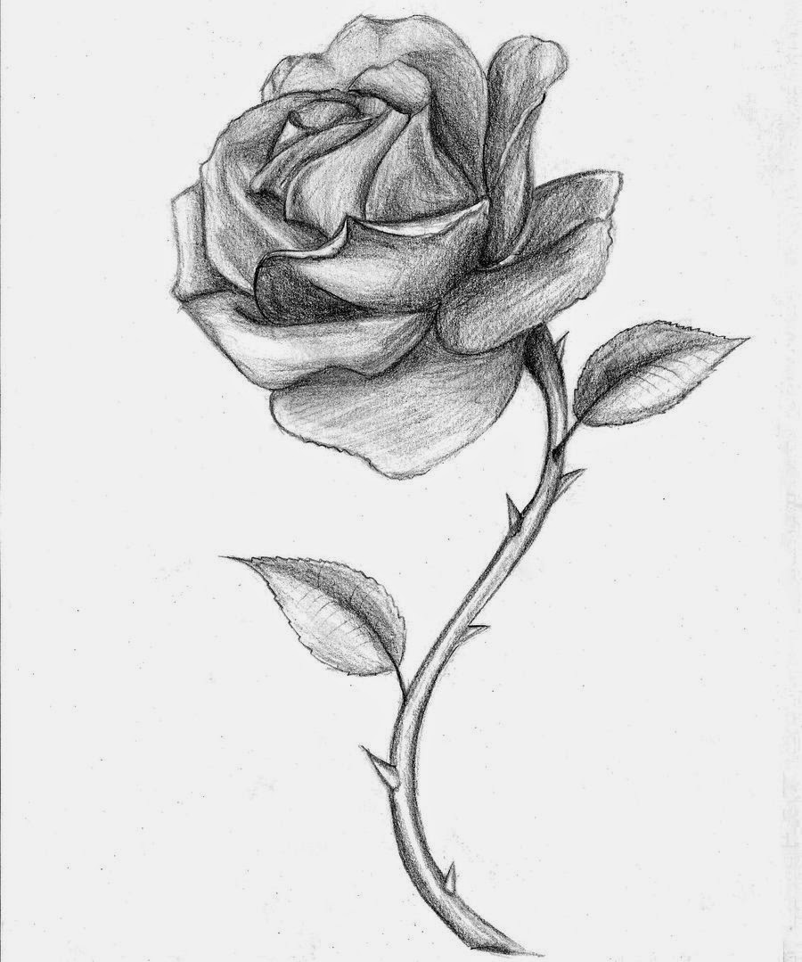 900x1079 Rose Sketch Drawing Skill - Rose In Sketch