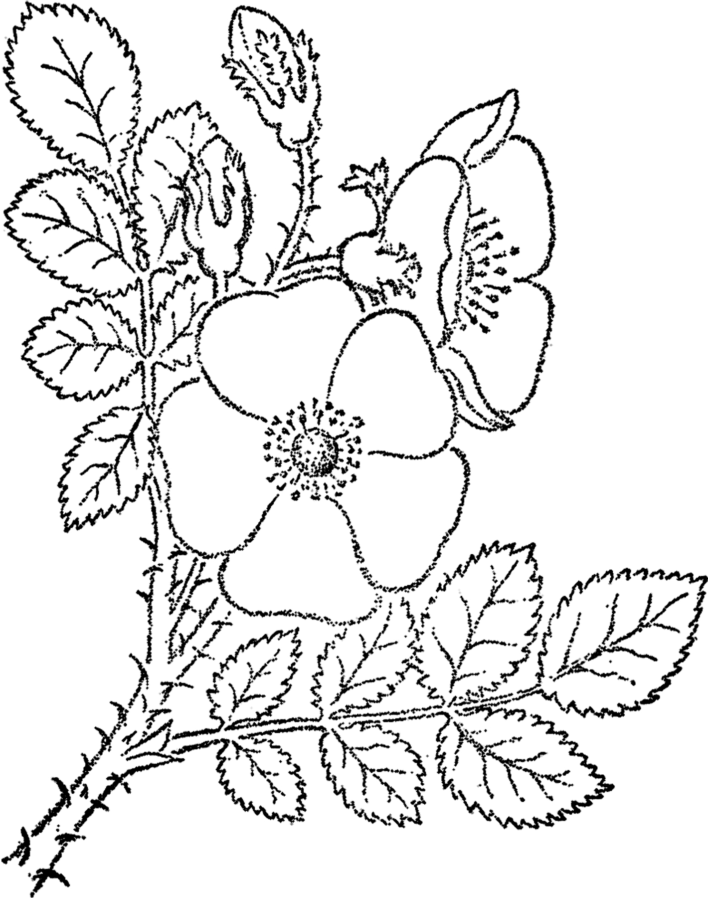 1420x1800 Wild Rose Sketch Image! - Rose In Sketch