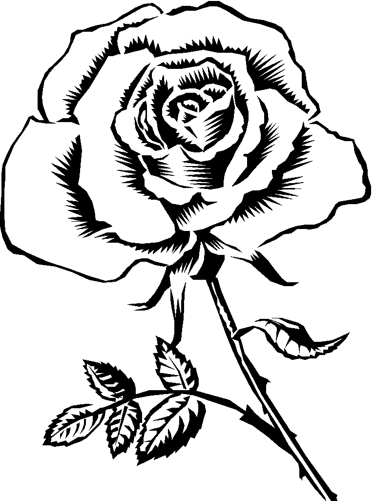 768x1026 Rose Sketch - Rose In Sketch