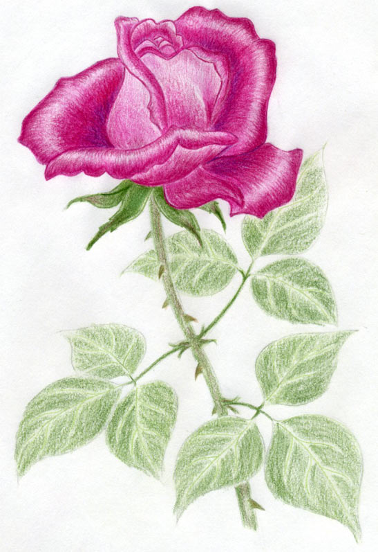 547x797 Draw A Rose Quickly, Simply And Easily - Rose Pencil Sketch