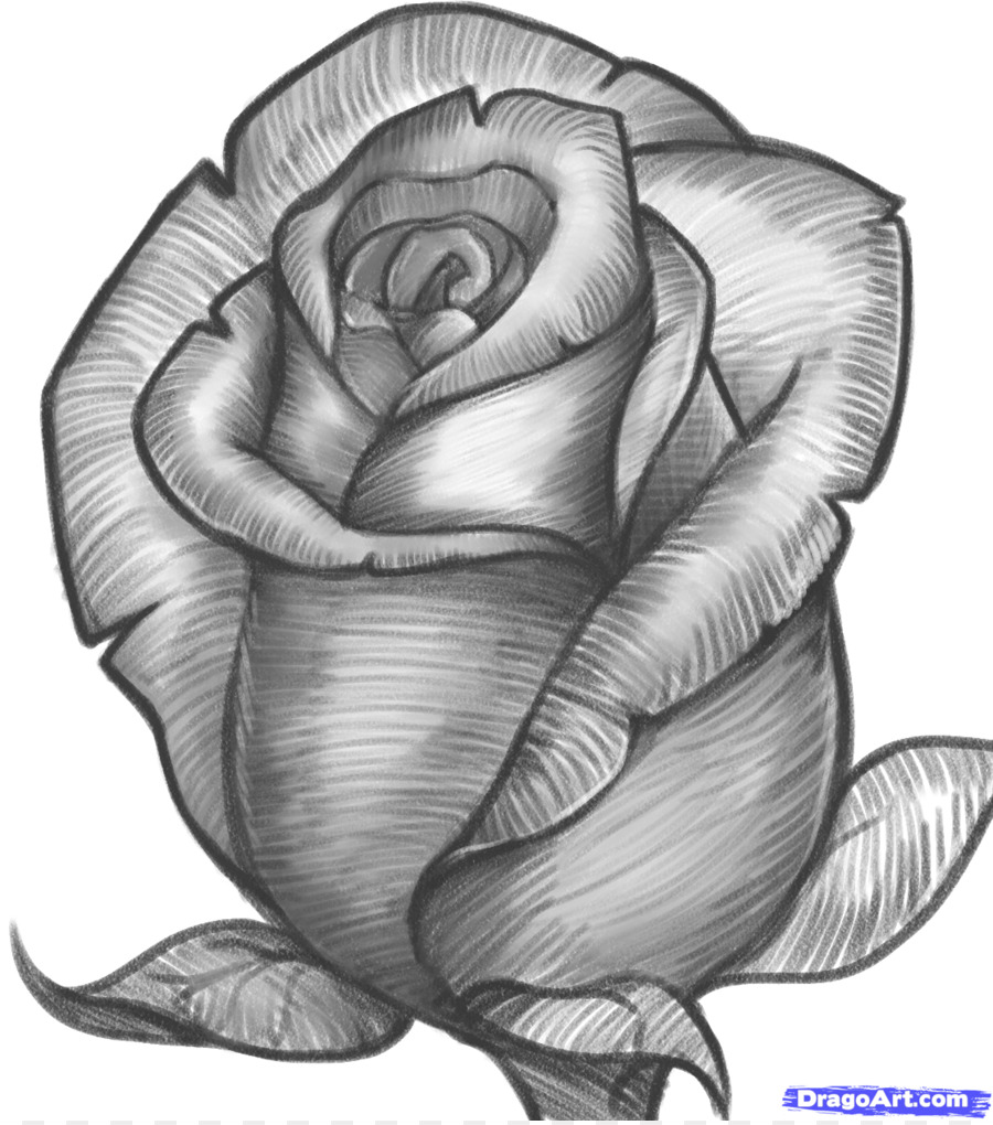 900x1020 Drawing Rose Pencil Sketch - Rose Pencil Sketch