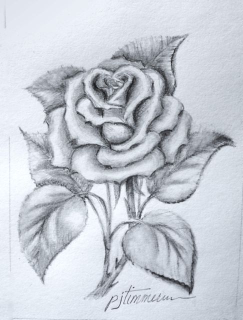486x640 Pencil Drawing - Rose Pencil Sketch