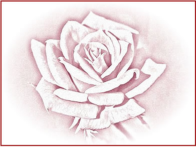 391x293 Pencil Drawings Of Roses, Altered Rose Art, And Rose Sketches - Rose Pencil Sketch