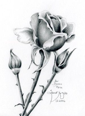 300x407 How To Draw Flowers Step By Step With Pencil - Rose Pencil Sketch