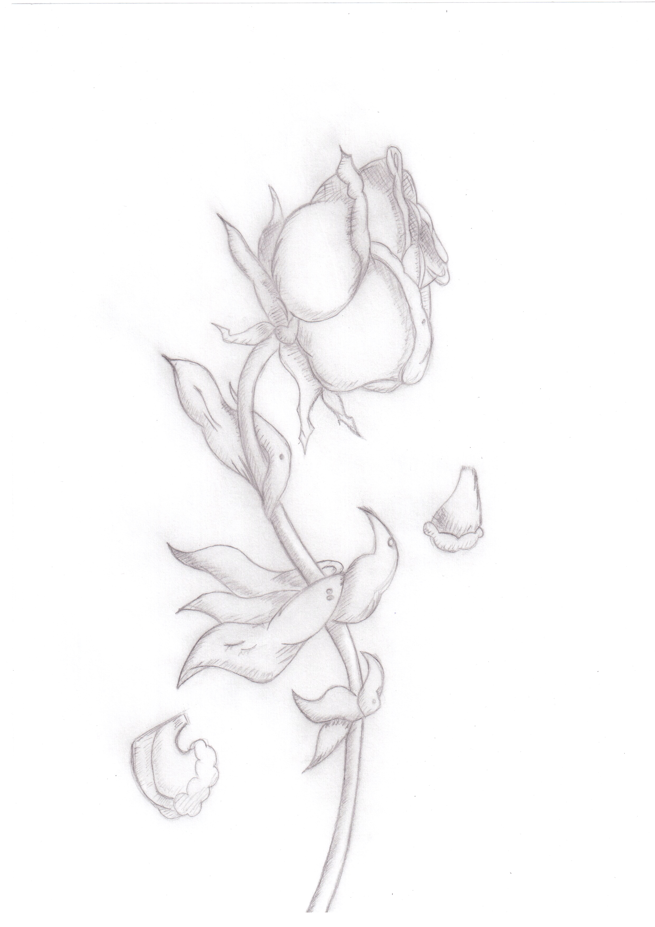 2481x3510 Dying Flower Sketch - Rose Petal Sketch