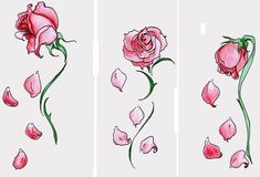 235x160 The 45 Best Rose Petals Tattoo Images Pink Petals - Rose Petal Sketch
