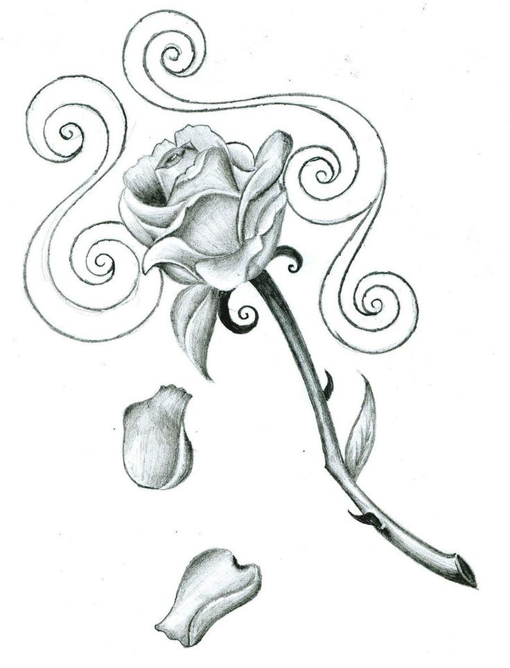 736x963 Collection Of Fresh Black Outline Rose Tattoo Design - Rose Petal Sketch