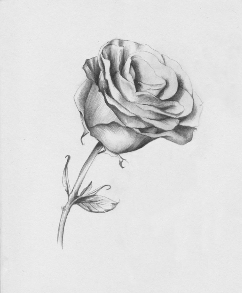 845x1024 Drawing Roses In Graphite Pencil And Colored Pencil - Rose Petal Sketch