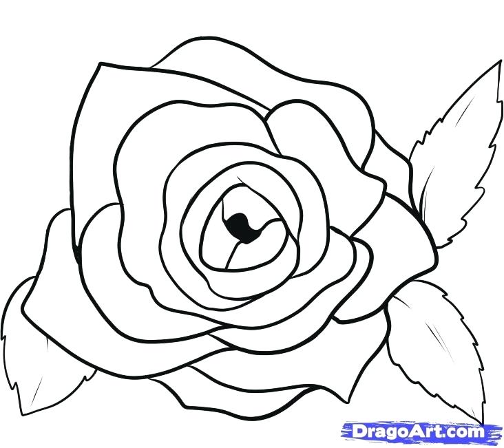 732x651 Drawn Rose My Little Sketch Of An Older Rose Drawn Rose Simple Affan - Rose Petal Sketch