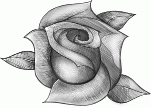 302x217 How To Sketch A Rose Step By Step For Beginner Easy Video Tutorial - Rose Pictures Sketch