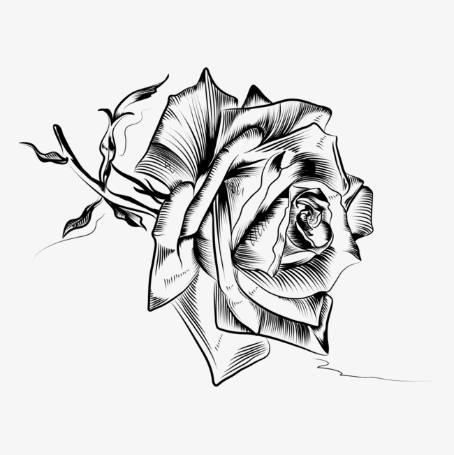650x651 Rose Sketch, Rose Clipart, Sketch, Hand Png Image And Clipart For - Rose Pictures Sketch