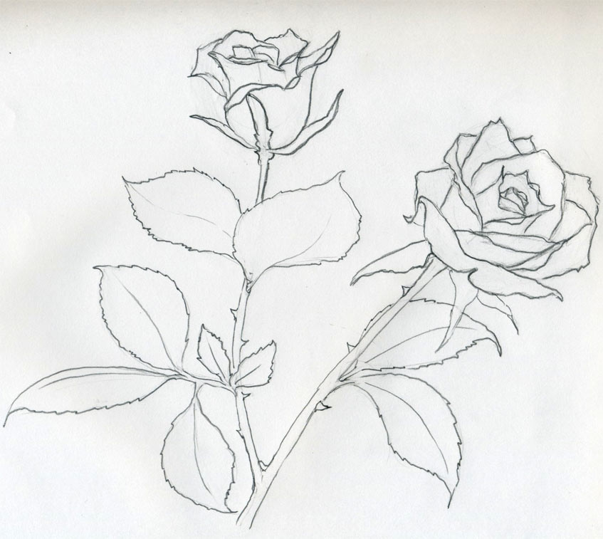 847x757 Rose Sketch You Will Enjoy - Rose Pictures Sketch