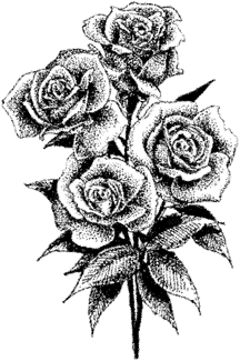 216x325 Expressive Rose Sketch Blossoming Art Again! - Rose Pictures Sketch
