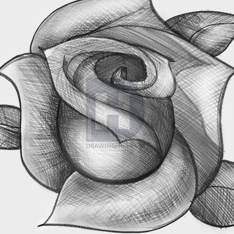 790x790 How To Sketch A Rose, Step By Step, Drawing Guide, By Darkonator - Rose Pictures Sketch