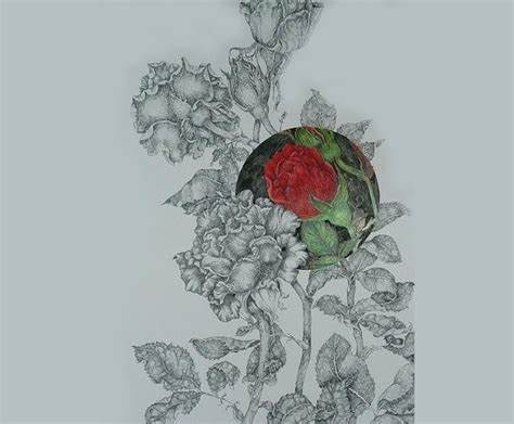 474x391 26 Results For - Rose Plant Sketch