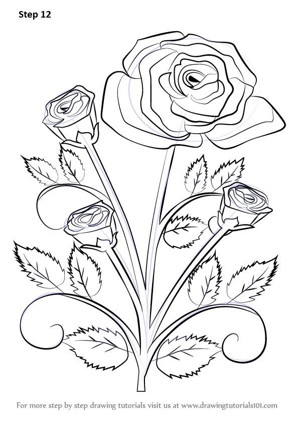 596x842 Learn How To Draw A Rose Plant (Rose) Step By Step Drawing Tutorials - Rose Plant Sketch