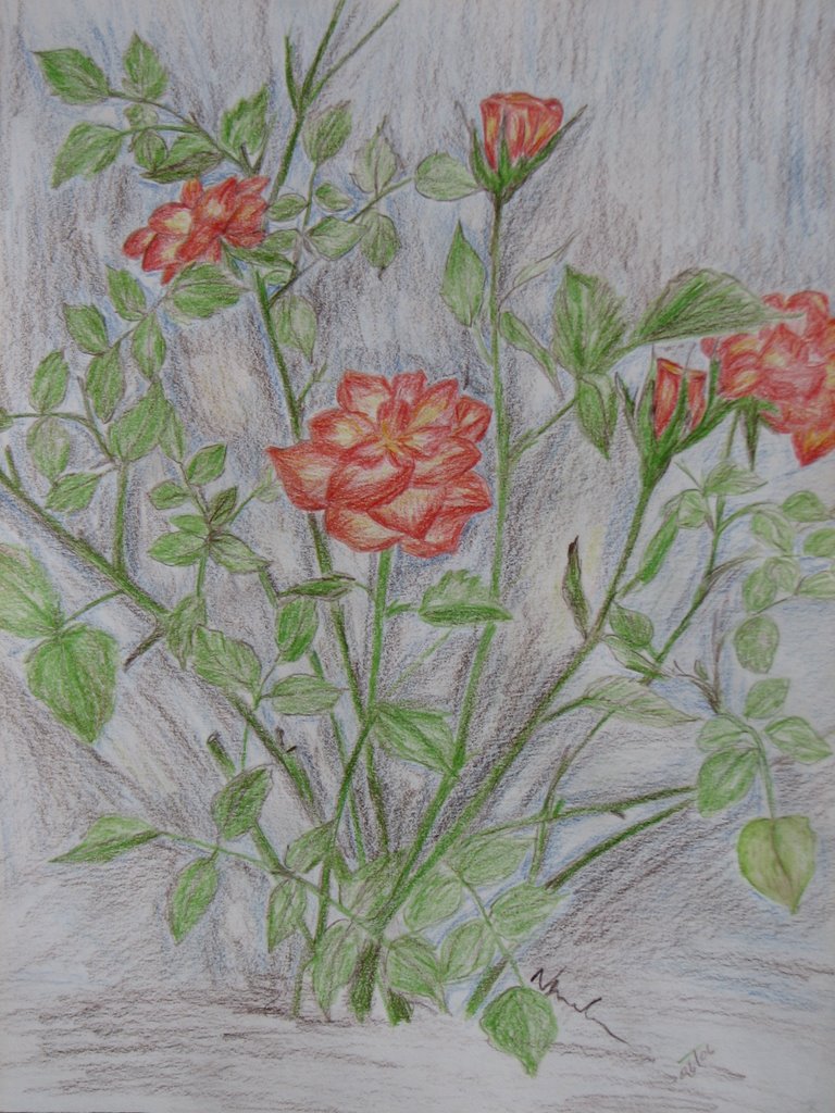 768x1024 My World Of Artzz Rose Plant(Before) - Rose Plant Sketch