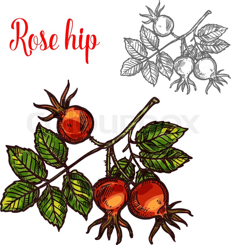 755x800 Rose Hip Fruit Sketch Icon. Vector Botanical Design Of Rose Hep Or - Rose Plant Sketch