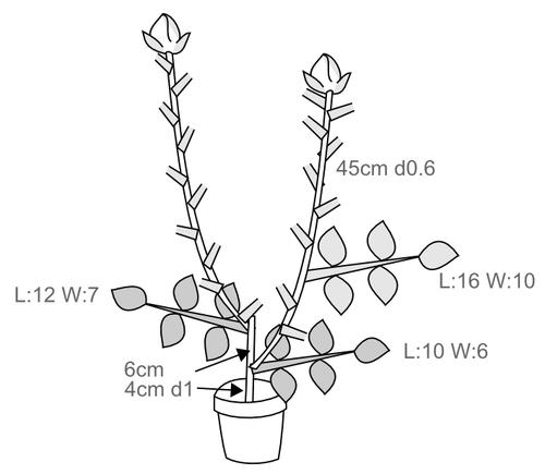 500x435 Rose Measurment - Rose Plant Sketch