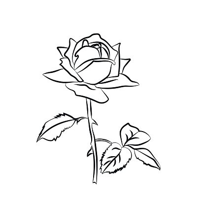 416x416 Rose Premium Clipart - Rose Plant Sketch
