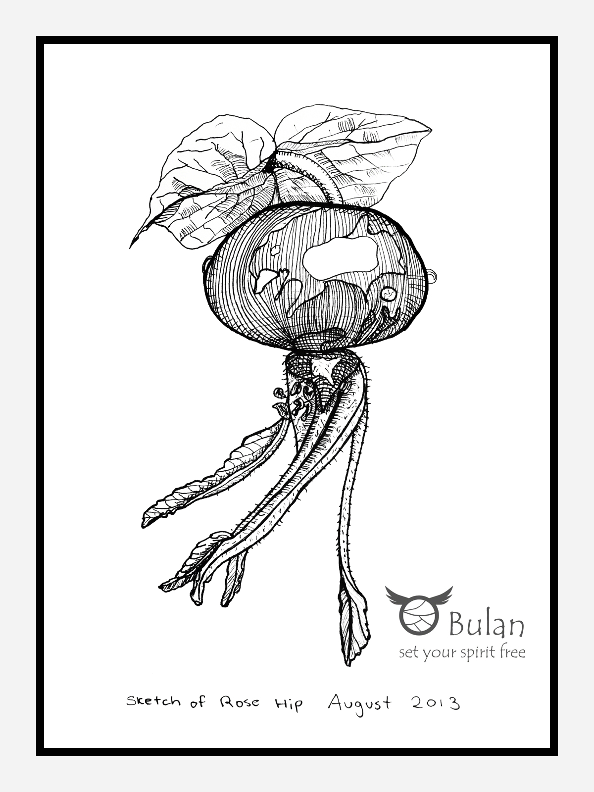1200x1600 Sketch Of The Day No 107 Rose Hip Plant In - Rose Plant Sketch