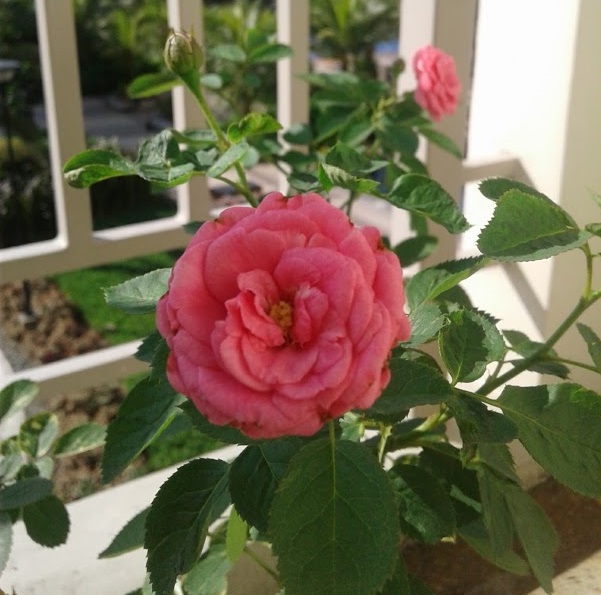 601x595 Diary Of A Balcony Gardener, Week 2 Growing Rose Bush In A Pot Or - Rose Plant Sketch