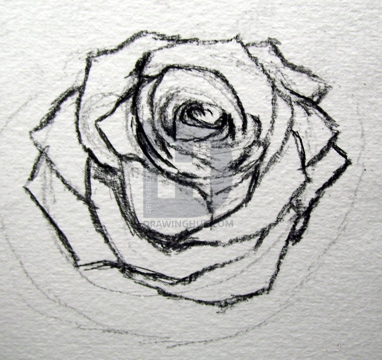 764x720 How To Sketch A Rose, Step By Step, Drawing Guide, By Finalprodigy - Rose Sketch