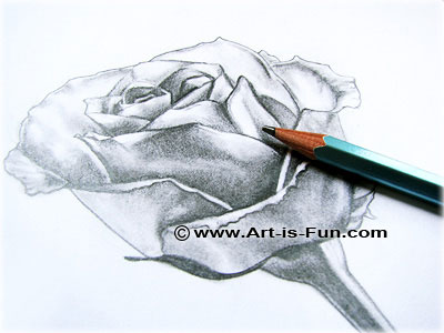 400x300 How To Draw A Rose Learn To Draw Rose Pencil Drawings Art Is Fun - Rose Sketch