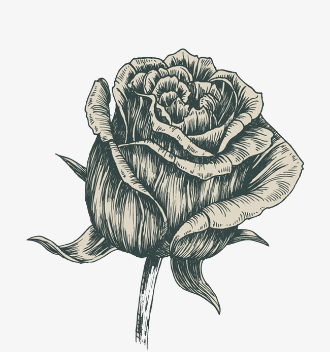 650x695 Rose Sketch, Rose Clipart, Rose, Sketch Png Image And Clipart For - Rose Sketch