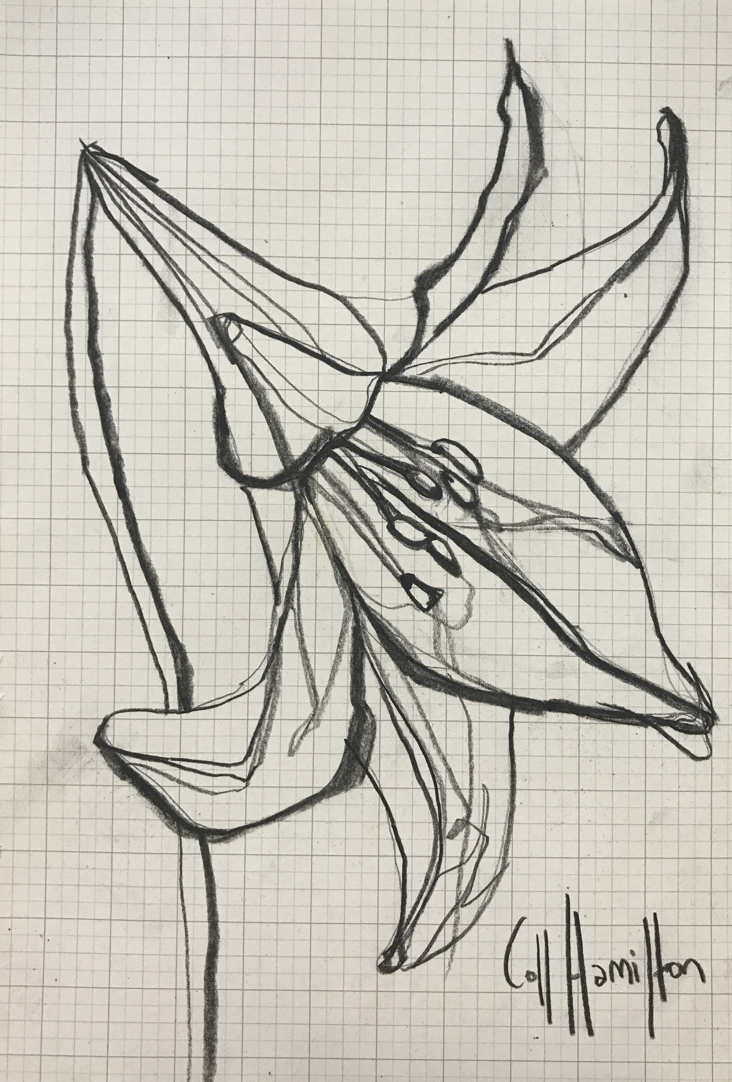 2371x3504 Rose Sketch I - Rose Sketch