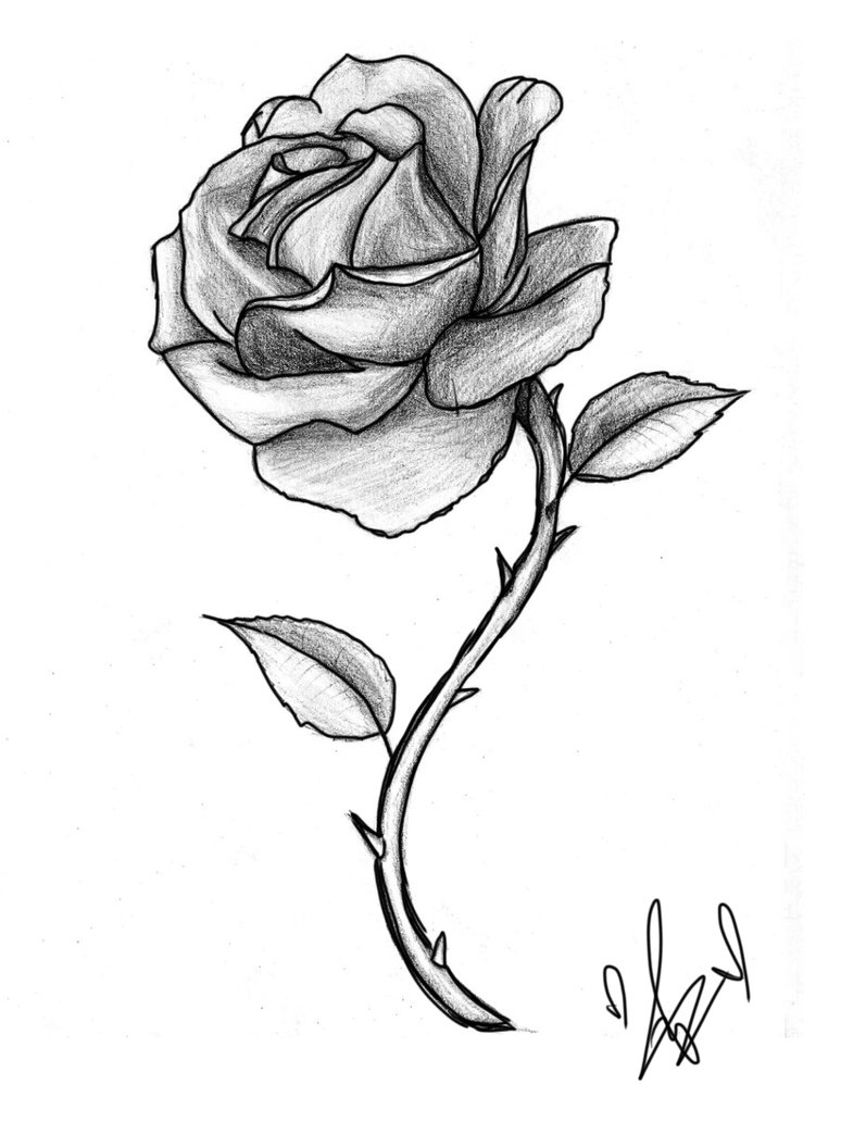 774x1032 Rose Sketch By Jesseluvviolet - Rose Sketch