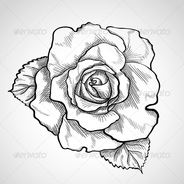 590x590 Sketch Rose With Leaves By Wertaw Graphicriver - Rose Sketch