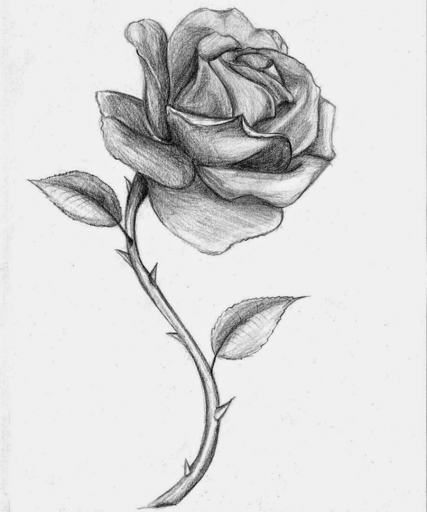 854x1024 Drawings Of Roses Easy Rose Drawing Outline Inspires Me Explore - Rose Sketch