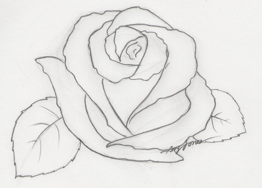 1054x757 Drawn Pencil Rose - Rose Sketch