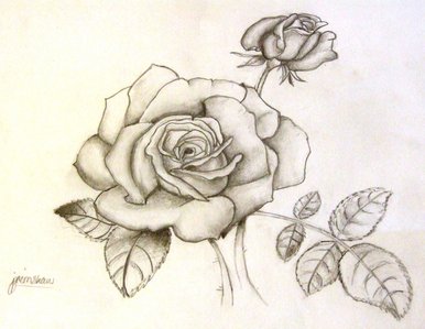 386x299 Bbc - Rose Sketch Design