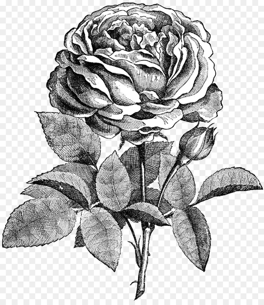 900x1040 Drawing Flower Rose Sketch - Rose Sketch Design