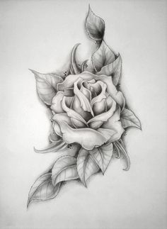 236x323 252 Best Drawing Roses Images Rose Drawings - Rose Sketch Design