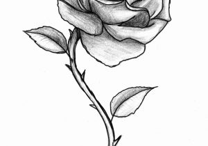 300x210 Beautiful Rose Sketch Pic Beautiful Rose Sketch - Rose Sketch Drawing
