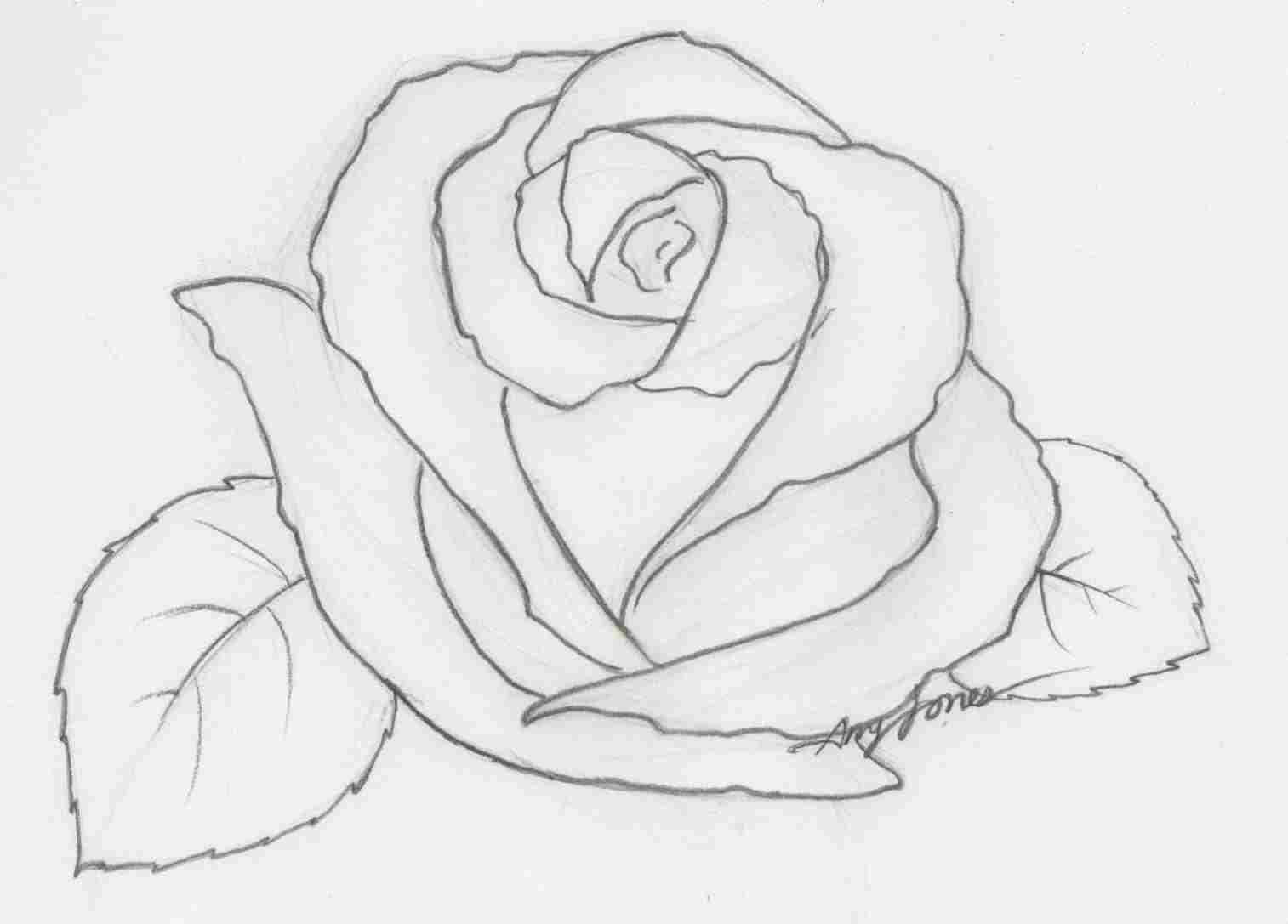 1514x1087 Easy Drawing And Sketches Rose Gdpicture.us - Rose Sketch Drawing