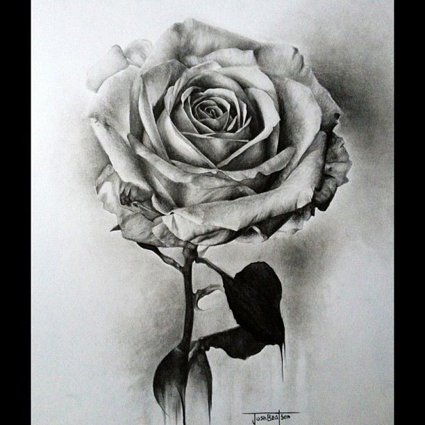 612x612 25 Beautiful Rose Drawings And Paintings For Your Inspiration - Rose Sketch Drawing
