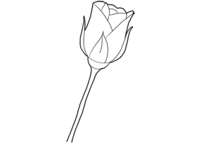 300x205 Collection Of Simple Rose Sketch Drawing High Quality, Free - Rose Sketch Drawing