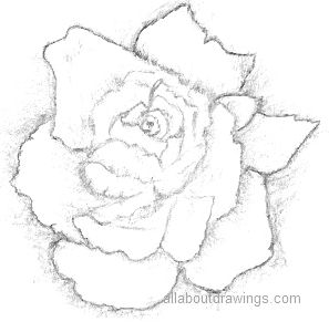 297x291 Beautiful Rose Pencil Drawings - Rose Sketch Drawing