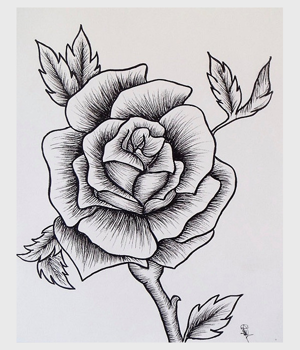 Rose Sketch Easy at Explore collection of Rose