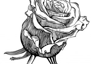 300x210 Easy Rose Drawings In Black And White How To Draw A Easy Rose - Rose Sketch Easy